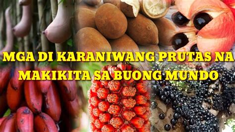 MGA PRUTAS NA DI KARANIWANG NAKIKITA SA BUONG .
